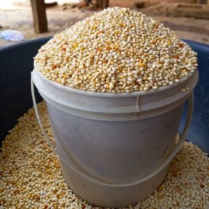 white Guinea Corn