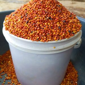 Red Guinea Corn (Sorghum)
