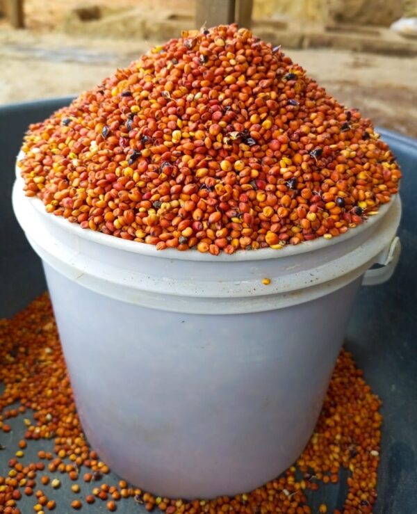 Red Guinea Corn (Sorghum)