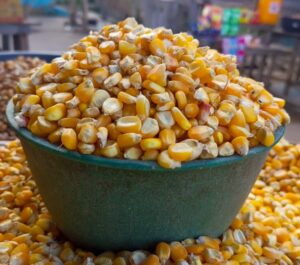 Yellow Maize