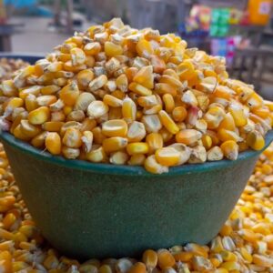 Yellow Maize