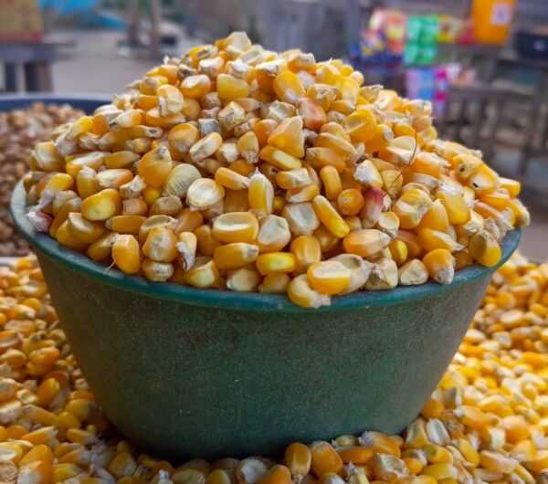 Yellow Maize